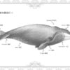 冰海之鯨(二版)