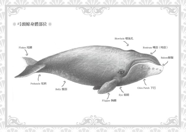 冰海之鯨(二版)